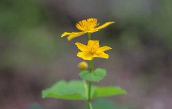 Žlutá Kvetoucí Květina Bažiny Cherubnitsa — Stock fotografie