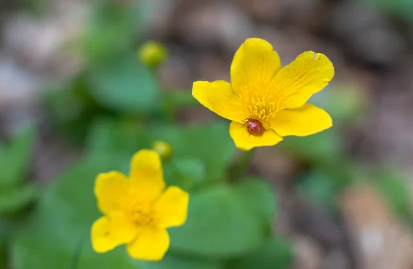 Жовта Квітуча Квітка Чорнобривців — стокове фото