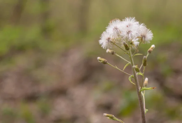 Пушистый Цветок Белой Баттербура Лесу — стоковое фото