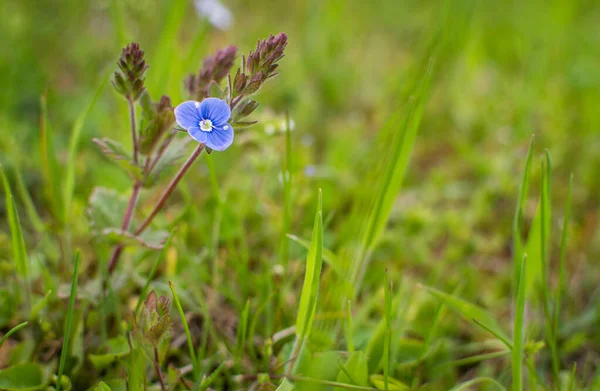 在草地上开着蓝色亚麻的近距离春花 — 图库照片