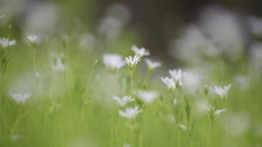 Yeşil çimenlerin üzerinde beyaz yıldız çiçeği