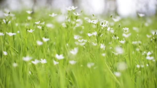 Bílý Květ Hvězdice Pozadí Zelené Trávy — Stock video