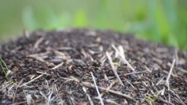 Orman karıncaları vahşi doğada