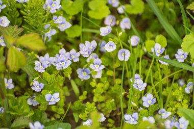Bahar çiçeği Veronica filiform çimlerde