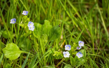 Bahar çiçeği Veronica filiform çimlerde