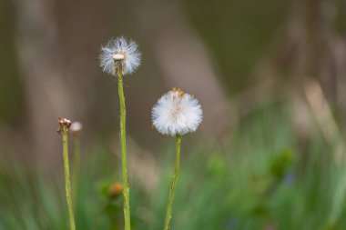 Ormanda pofuduk Tussilago farfara çiçeği
