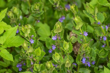 Genç bir Lmium bitkisi ormanı yaktı.