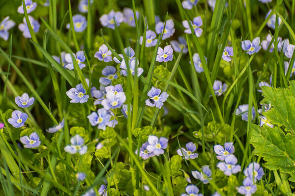 Spring flower Veronica filiformis in the grass