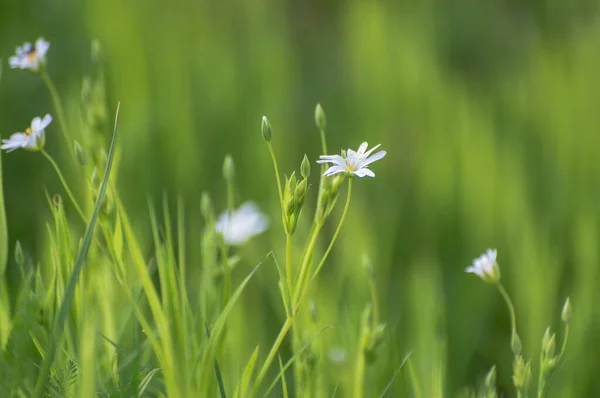 Flor Estrella Blanca Sobre Fondo Hierba Verde — Foto de Stock