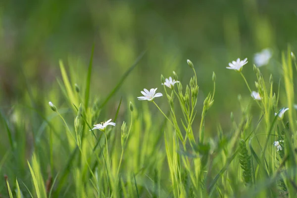 Flor Estrella Blanca Sobre Fondo Hierba Verde — Foto de Stock