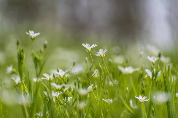 White Starflower Flower Background Green Grass — Stock Photo, Image