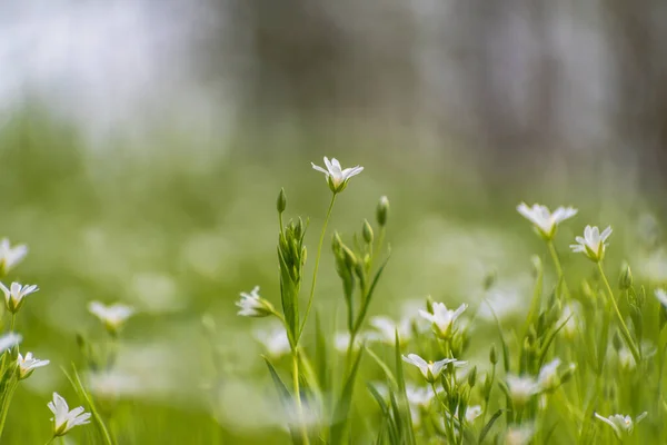 Floarea Stelară Albă Fundal Iarbă Verde — Fotografie, imagine de stoc
