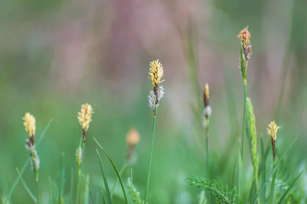 Szegfűszegsáska Carex Caryophyllea Hegyi Erdőben — Stock Fotó