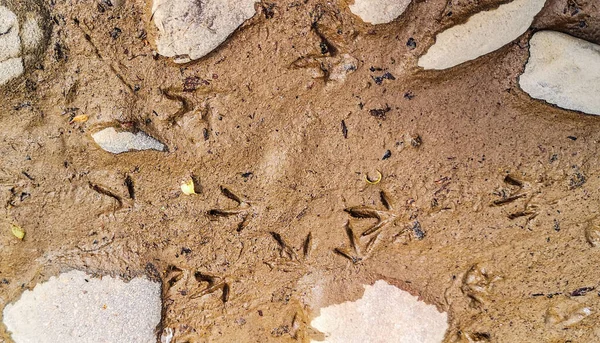 Islak Kumda Vahşi Kuşların Ayak Izleri — Stok fotoğraf