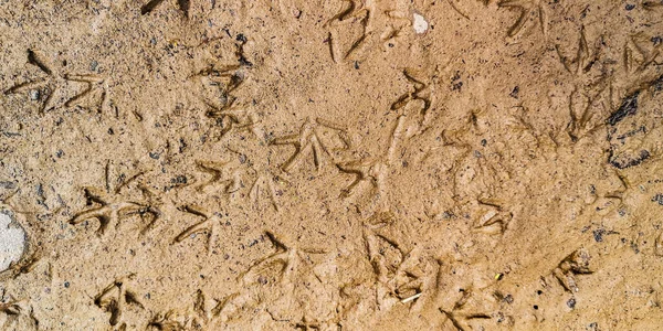Pegadas Aves Selvagens Areia Molhada — Fotografia de Stock