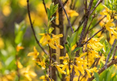 Çiçek açan Forsythia ara kült Spectabilis