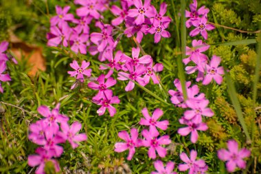 Kayalarda çiçek açan Phlox subulata