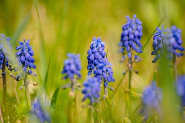 Bir grup çiçek açan Muscari ermeniacum.