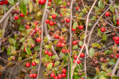 Cotoneaster intihar mercan güzelliği taşın üstünde