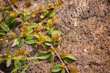 Cotoneaster intihar mercan güzelliği taşın üstünde