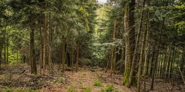 Korunmuş eski kozalaklı ormandaki manzara