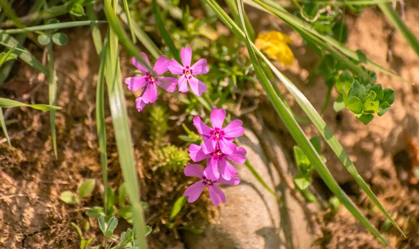 Virágzás Sziklákon Phlox Subulata — Stock Fotó