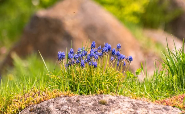 Bir grup çiçek açan Muscari ermeniacum.