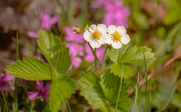 Kwitnąca Wiosna Dziki Kwiat Truskawki — Zdjęcie stockowe