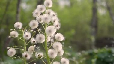 Ormanda Beyaz Butterbur 'un tüylü çiçeği