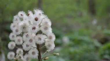 Ormanda Beyaz Butterbur 'un tüylü çiçeği