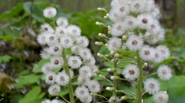 Ormanda Beyaz Butterbur 'un tüylü çiçeği