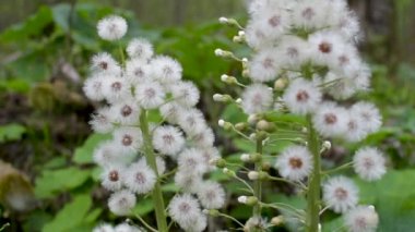 Ormanda Beyaz Butterbur 'un tüylü çiçeği