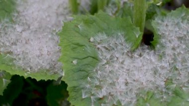Beyaz Butterbur 'un kabarık tohumları kendi yapraklarında