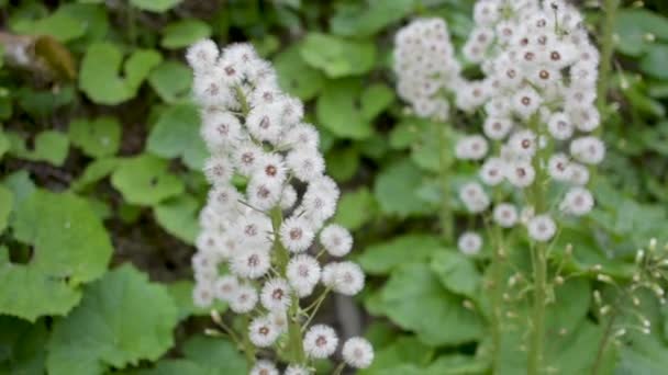 Αφρώδες Λουλούδι Του Λευκού Butterbur Στο Δάσος — Αρχείο Βίντεο