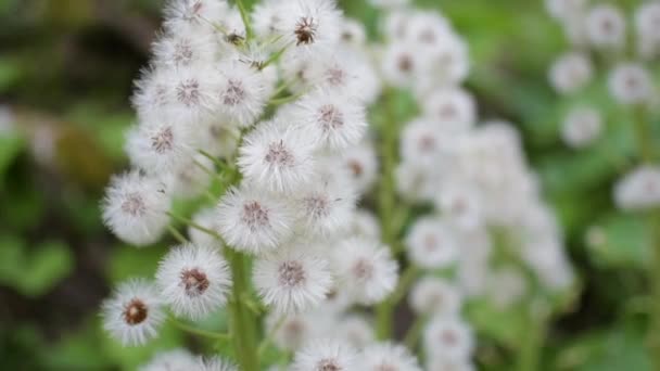 Αφρώδες Λουλούδι Του Λευκού Butterbur Στο Δάσος — Αρχείο Βίντεο