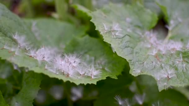 Φούσκωτοι Σπόροι Λευκού Butterbur Στα Φύλλα Τους — Αρχείο Βίντεο
