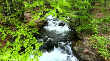 Dağ bahar ormanında çağlayan şelale