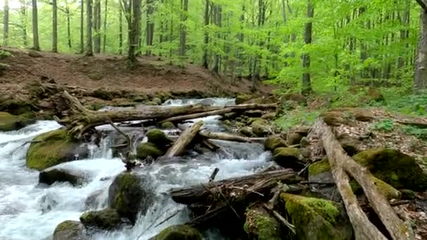 Cascadă Pădure Primăvară Montană — Videoclip de stoc