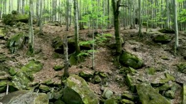 Dağ bahar ormanında çağlayan şelale