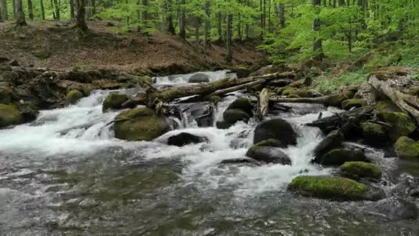 Cascata Cascata Nella Foresta Primaverile Montagna — Video Stock