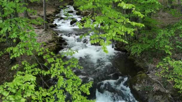 Kaskadierender Wasserfall Bergquellwald — Stockvideo