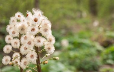 Ormanda Beyaz Butterbur 'un tüylü çiçeği