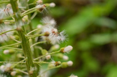 Ormanda Beyaz Butterbur 'un tüylü çiçeği