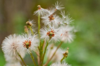 Ormanda Beyaz Butterbur 'un tüylü çiçeği