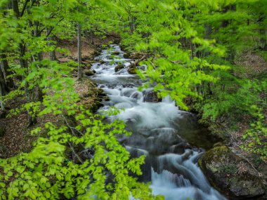 Dağ bahar ormanında çağlayan şelale