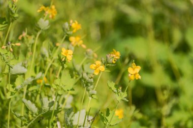 Çimenlerde çiçek açan Chelidonium çiçeği