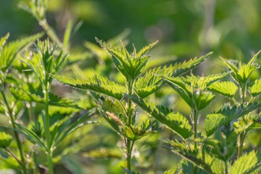 Ormanda genç bir ısırgan otu