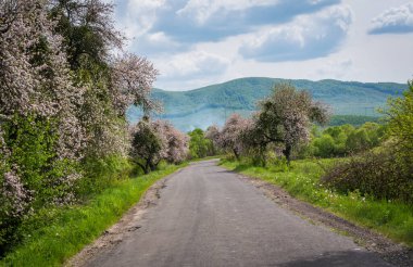 Dağlık kırsalda çiçek açan ağaçlar