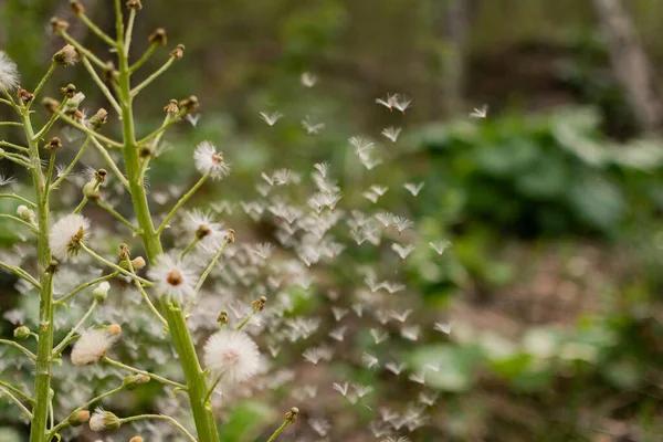 Ormanda Beyaz Butterbur 'un tüylü çiçeği