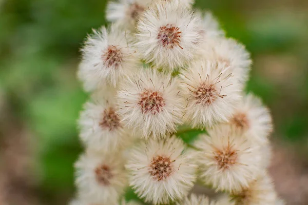 Ormanda Beyaz Butterbur Tüylü Çiçeği — Stok fotoğraf